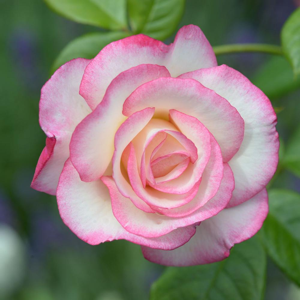 Trandafir Catarator roz-galben-alb Händel, inflorire repetata