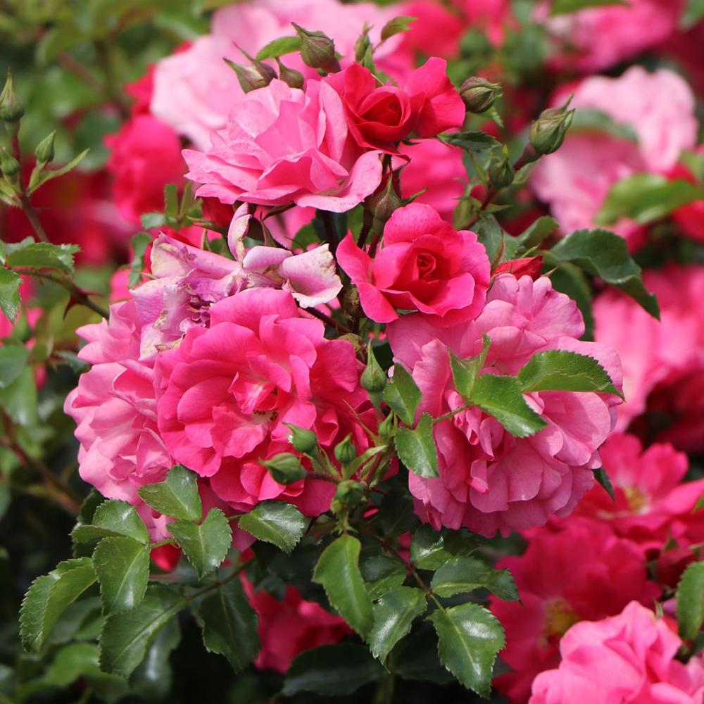 Trandafir Catarator fucsia Heidetraum, inflorire repetata