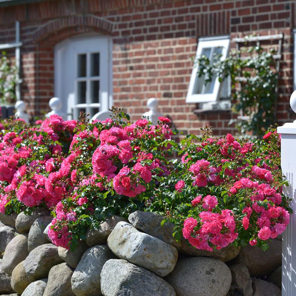 Trandafir Catarator fucsia Heidetraum, inflorire repetata