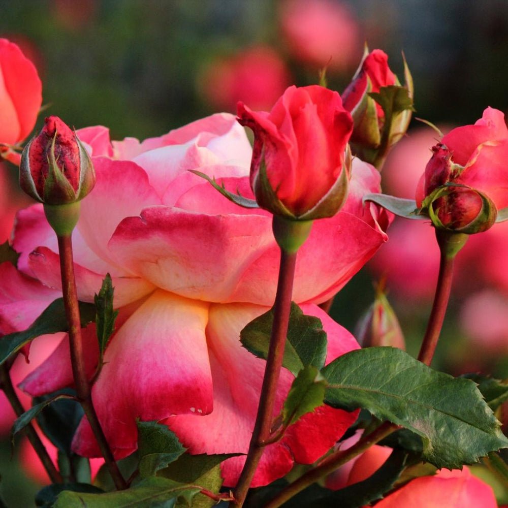 Trandafir Catarator rosu Hello Jazz, inflorire repetata