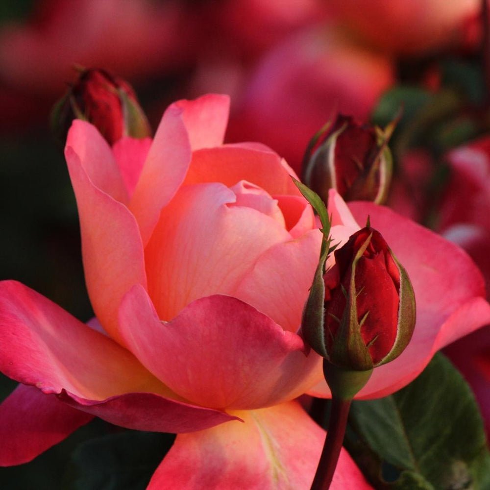 Trandafir Catarator rosu Hello Jazz, inflorire repetata