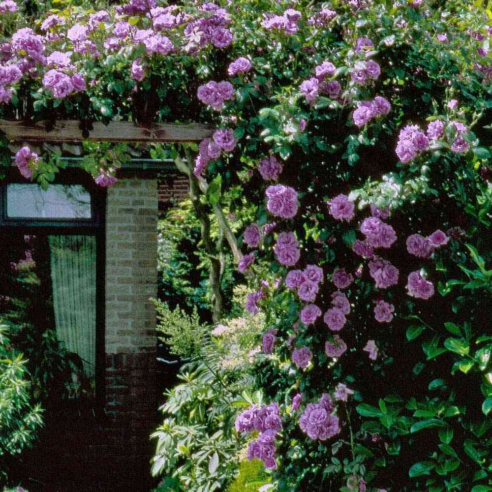 Trandafir Catarator indigo-liliachiu Indigoletta, parfum puternic