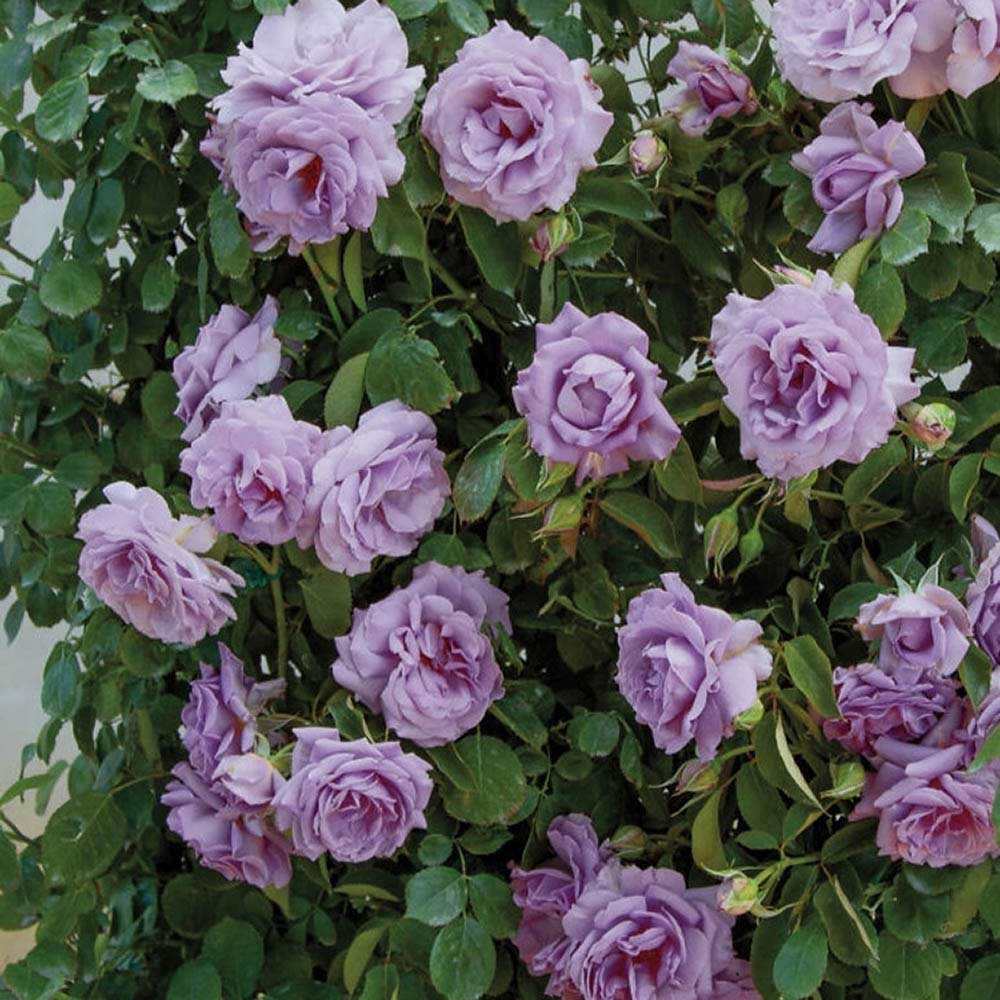 Trandafir Catarator indigo-liliachiu Indigoletta, parfum puternic