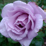 Trandafir Catarator indigo-liliachiu Indigoletta, parfum puternic - VERDENA-50-70 cm inaltime, livrat in ghiveci de 3 l
