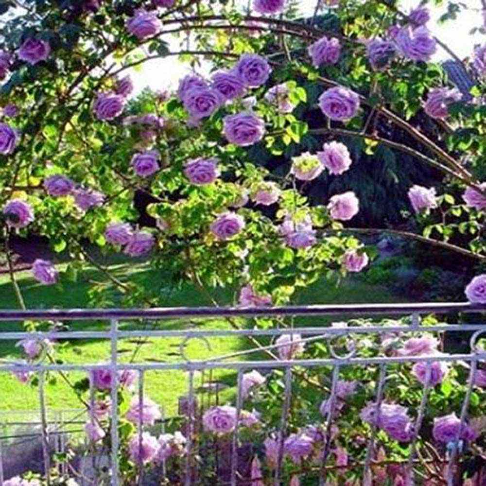 Trandafir Catarator indigo-liliachiu Indigoletta, parfum puternic