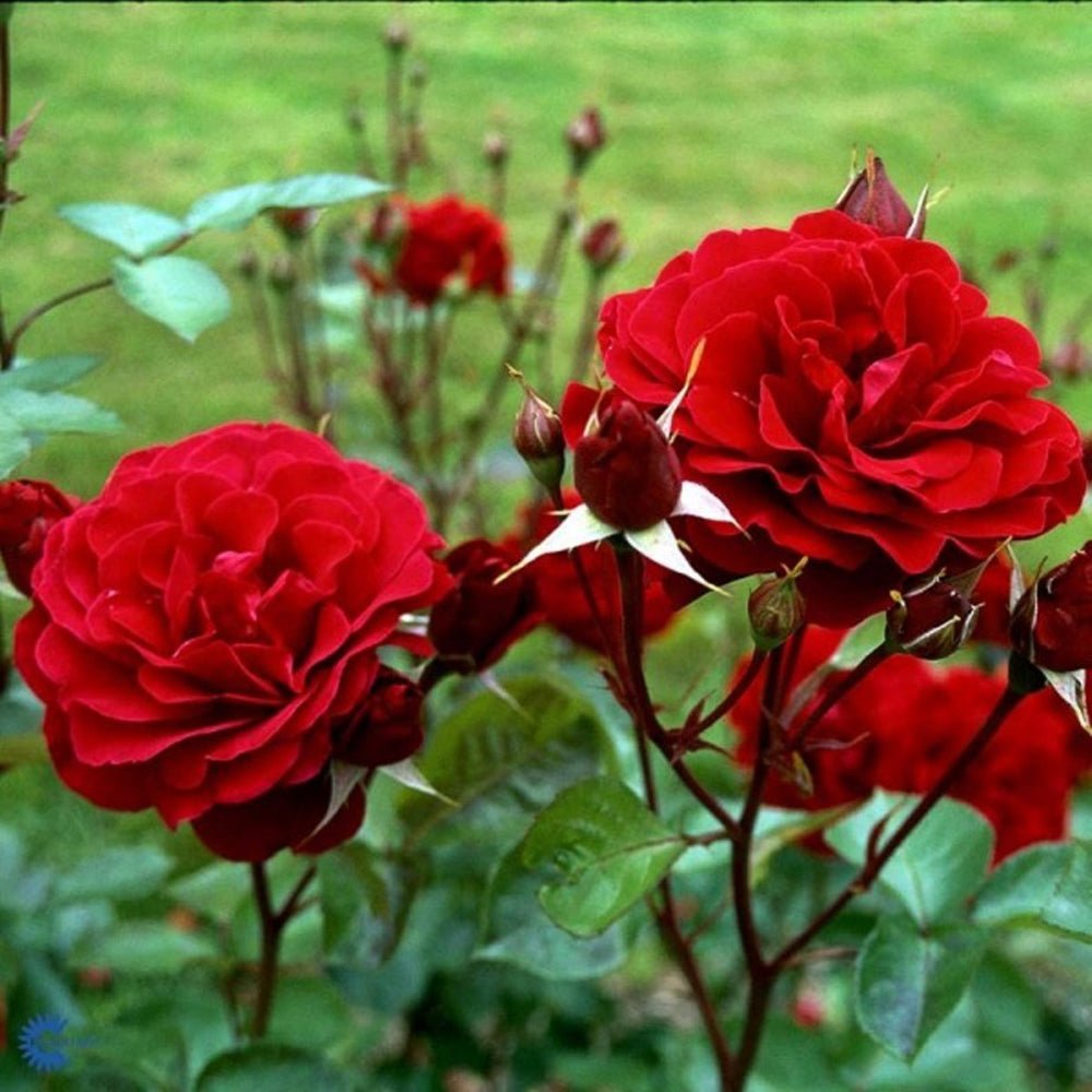 Trandafir catarator Isabelle Renaissance - VERDENA-150-175 cm inaltime livrat in ghiveci de 5.5 L