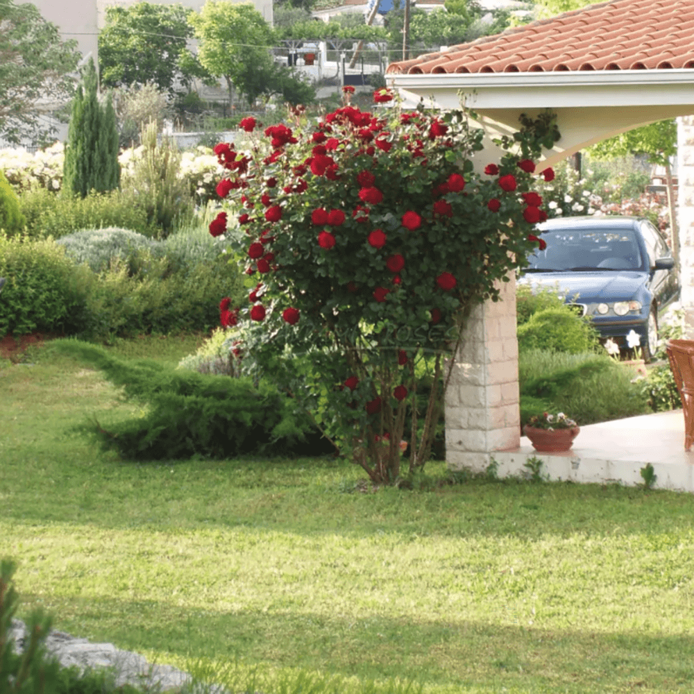 Trandafir Catarator rosu Isabelle Renaissance, inflorire repetata