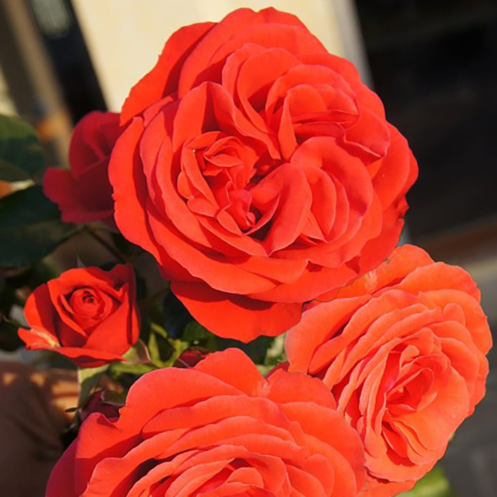 Trandafir Catarator rosu-pal Jive, inflorire repetata