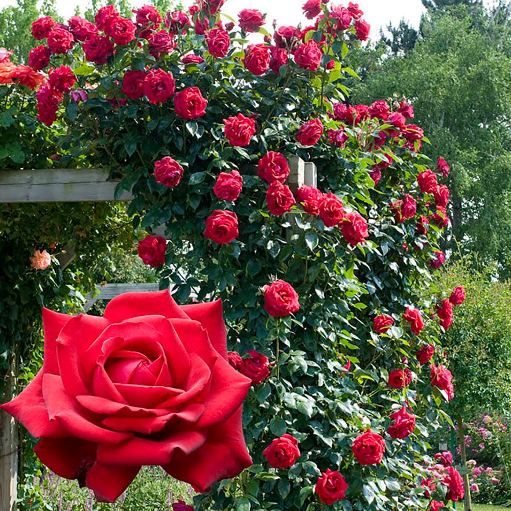 Trandafir Catarator rosu-pal Jive, inflorire repetata