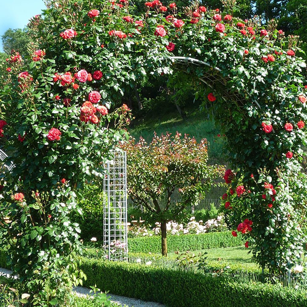 Trandafir Catarator rosu-pal Jive, inflorire repetata