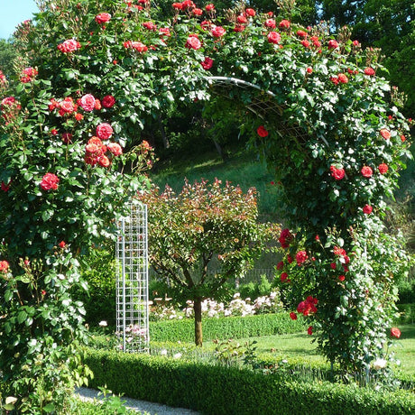 Trandafir catarator Jive Courtyard - VERDENA-40-60 cm inaltime livrat in ghiveci de 5 L