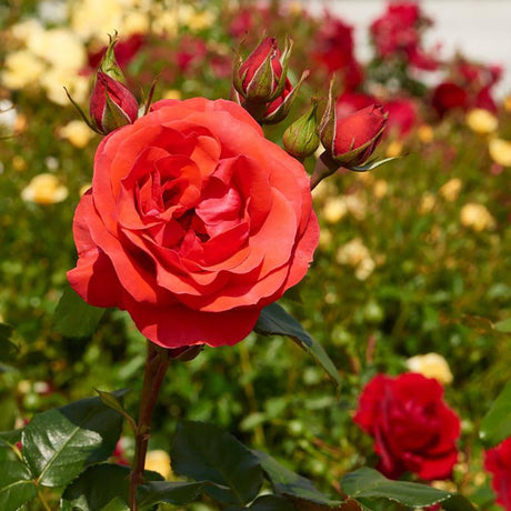 Trandafir catarator Jive Courtyard - VERDENA-40-60 cm inaltime livrat in ghiveci de 5 L