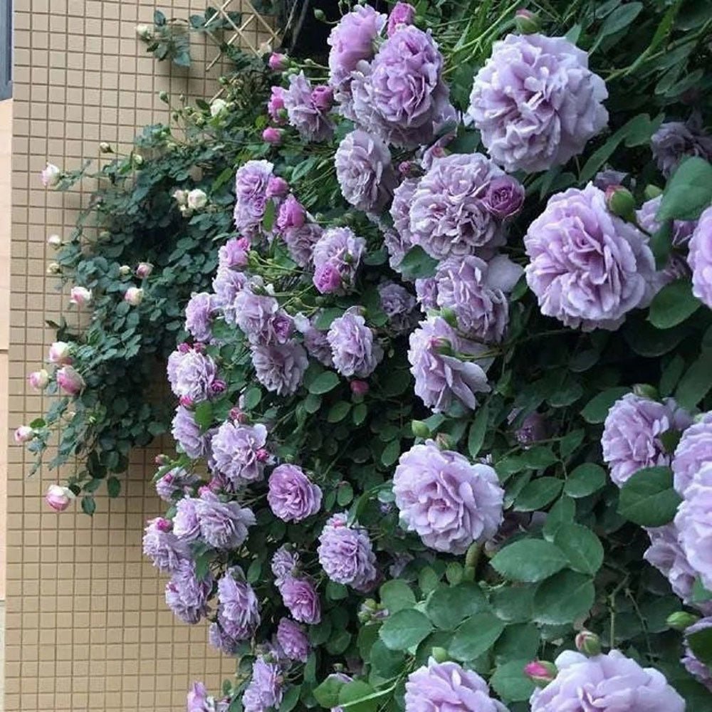 Trandafir Catarator lavanda-liliachiu Sandra Renaissance, parfum puternic