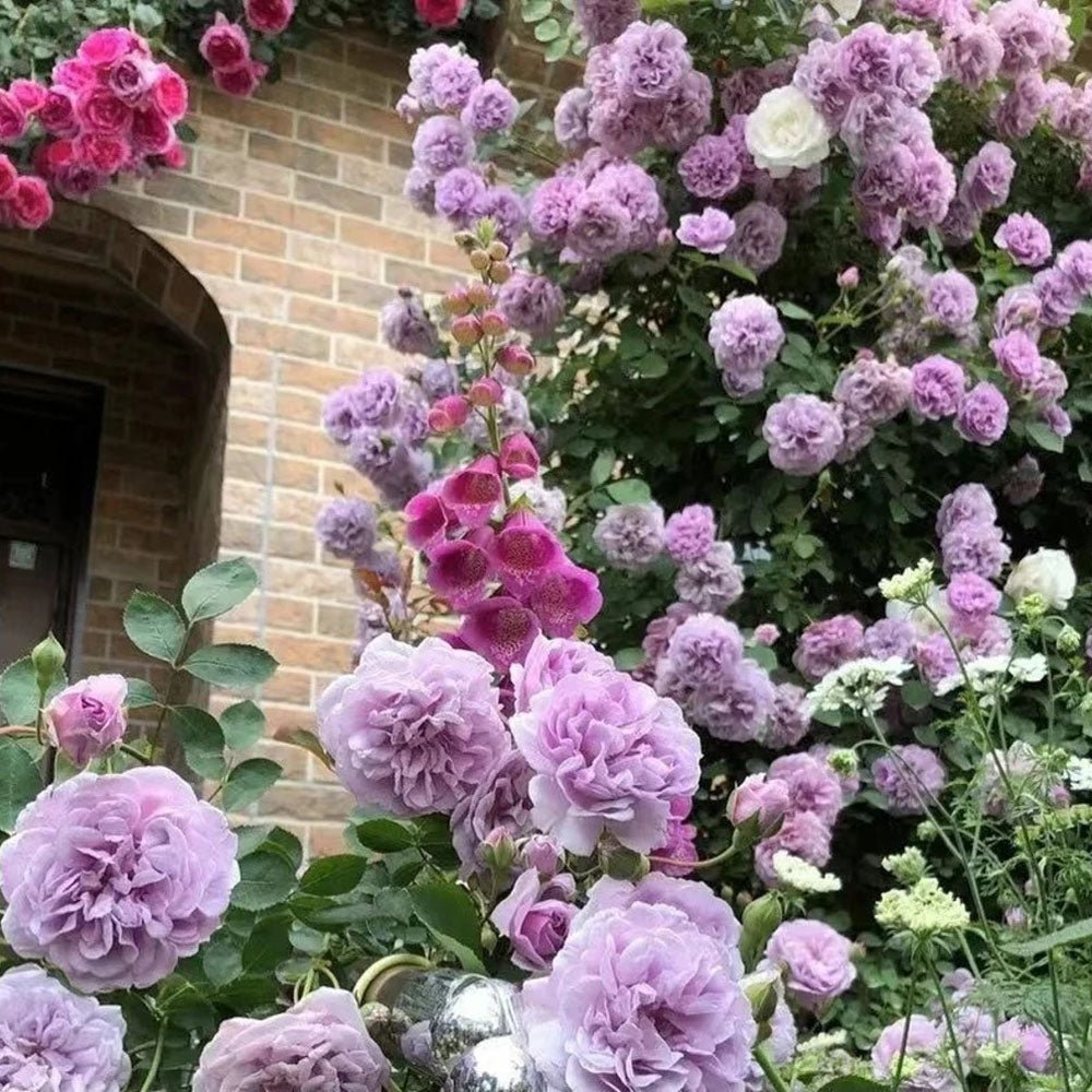 Trandafir Catarator lavanda-liliachiu Sandra Renaissance, parfum puternic