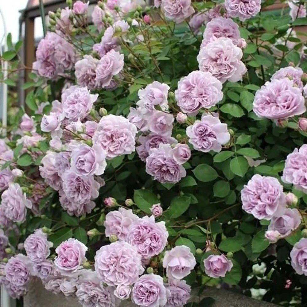 Trandafir Catarator lavanda-liliachiu Sandra Renaissance, parfum puternic