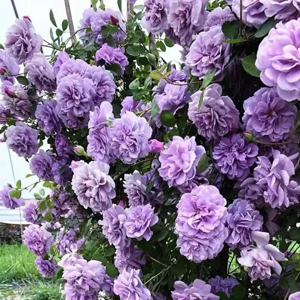 Trandafir Catarator lavanda-liliachiu Sandra Renaissance, parfum puternic