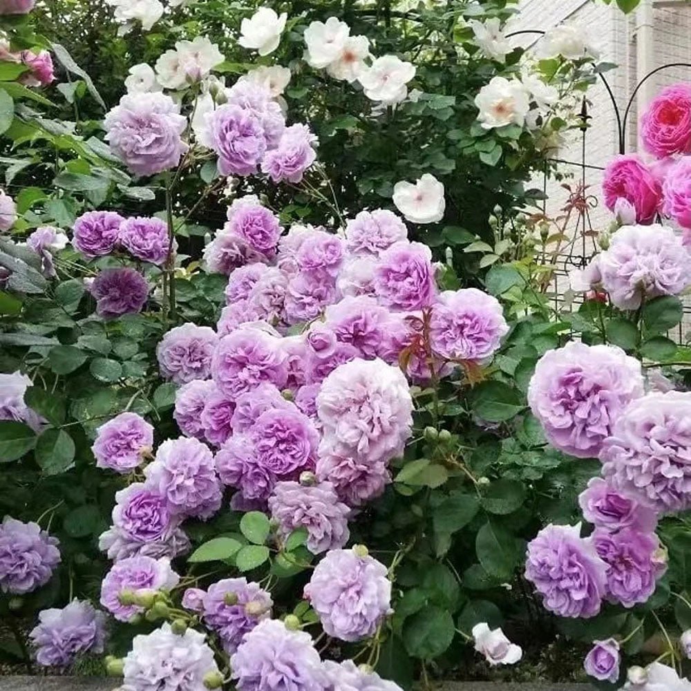 Trandafir Catarator lavanda-liliachiu Sandra Renaissance, parfum puternic