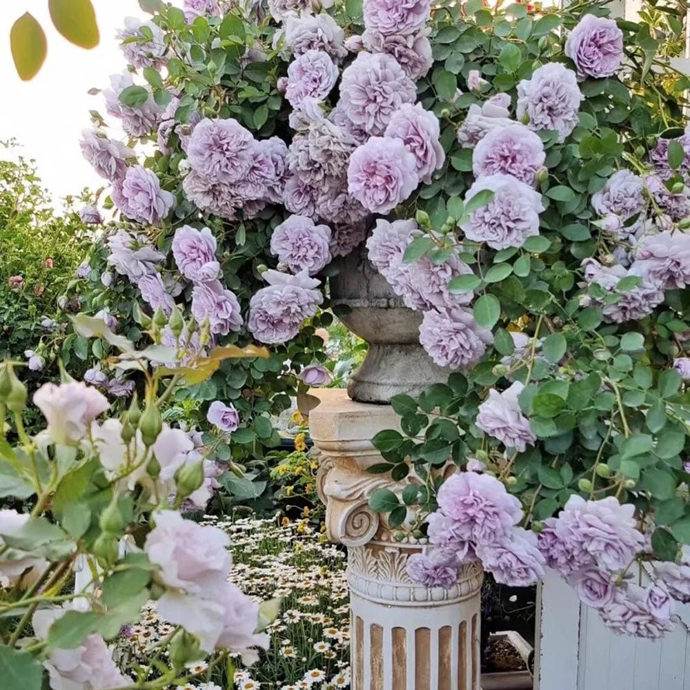 Trandafir Catarator lavanda-liliachiu Sandra Renaissance, parfum puternic