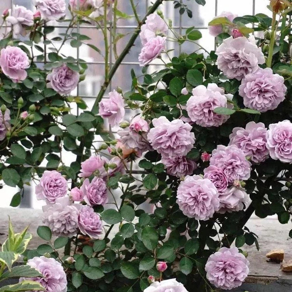 Trandafir Catarator lavanda-liliachiu Sandra Renaissance, parfum puternic