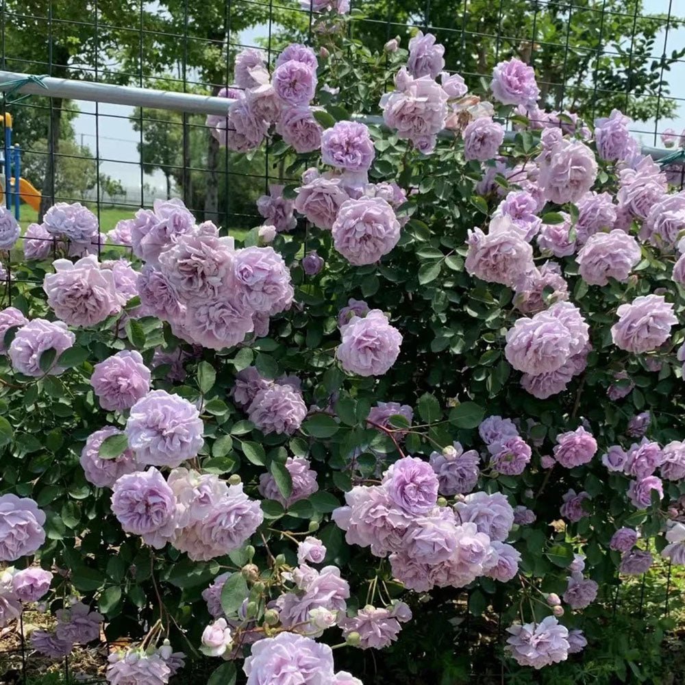 Trandafir Catarator lavanda-liliachiu Sandra Renaissance, parfum puternic