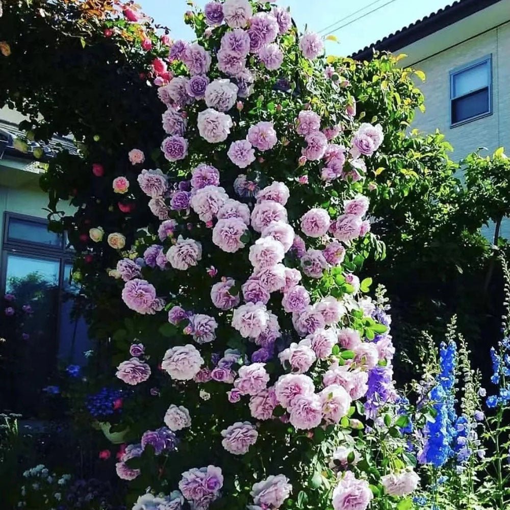 Trandafir Catarator lavanda-argintiu Sandra Renaissance - VERDENA-150-175 cm inaltime, livrat in ghiveci de 5.5 l
