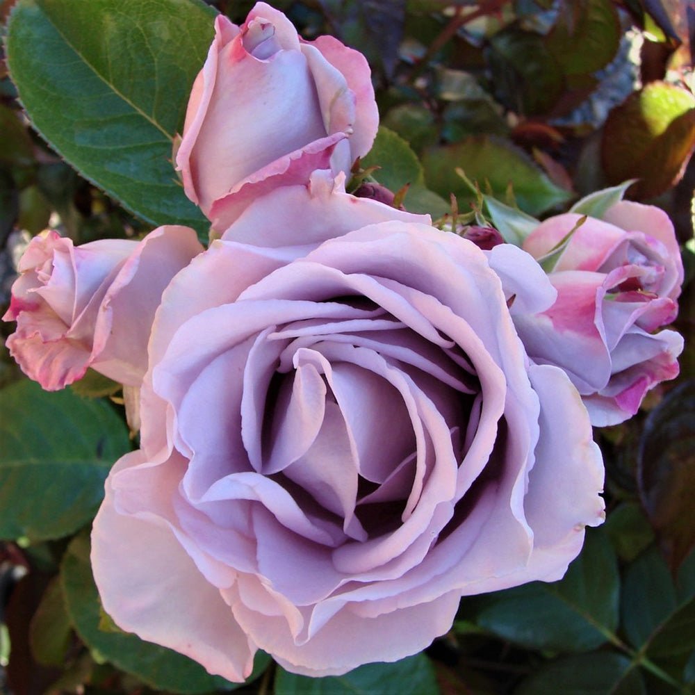 Trandafir Catarator lavanda-liliachiu Sandra Renaissance, parfum puternic