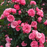 Trandafir Catarator roz-inchis Leonardo Da Vinci, inflorire repetata