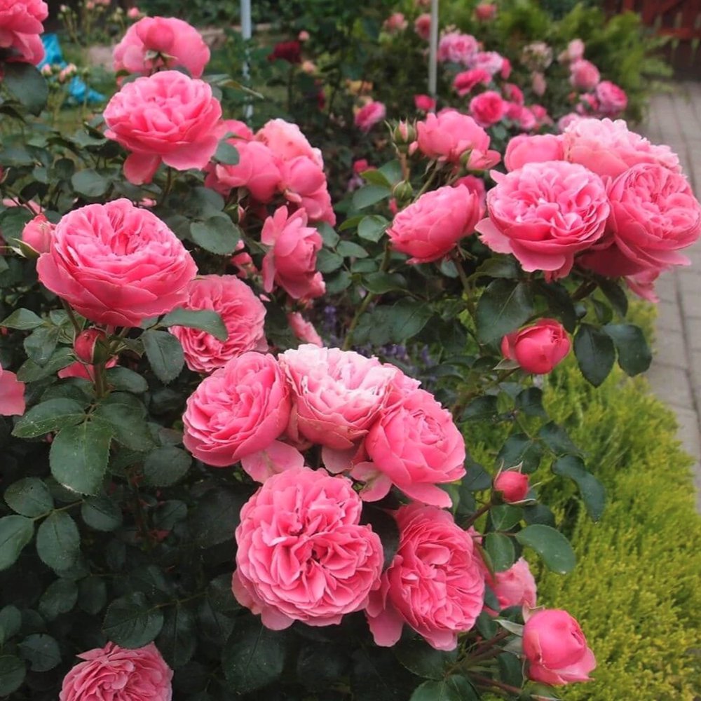 Trandafir Catarator roz-inchis Leonardo Da Vinci, inflorire repetata