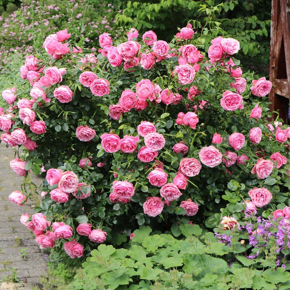 Trandafir Catarator roz-inchis Leonardo Da Vinci, inflorire repetata