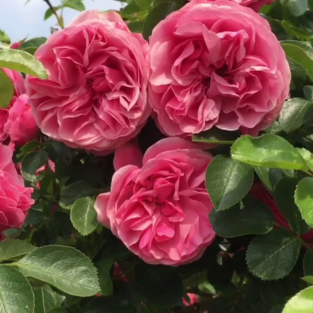 Trandafir Catarator roz-inchis Leonardo Da Vinci, inflorire repetata