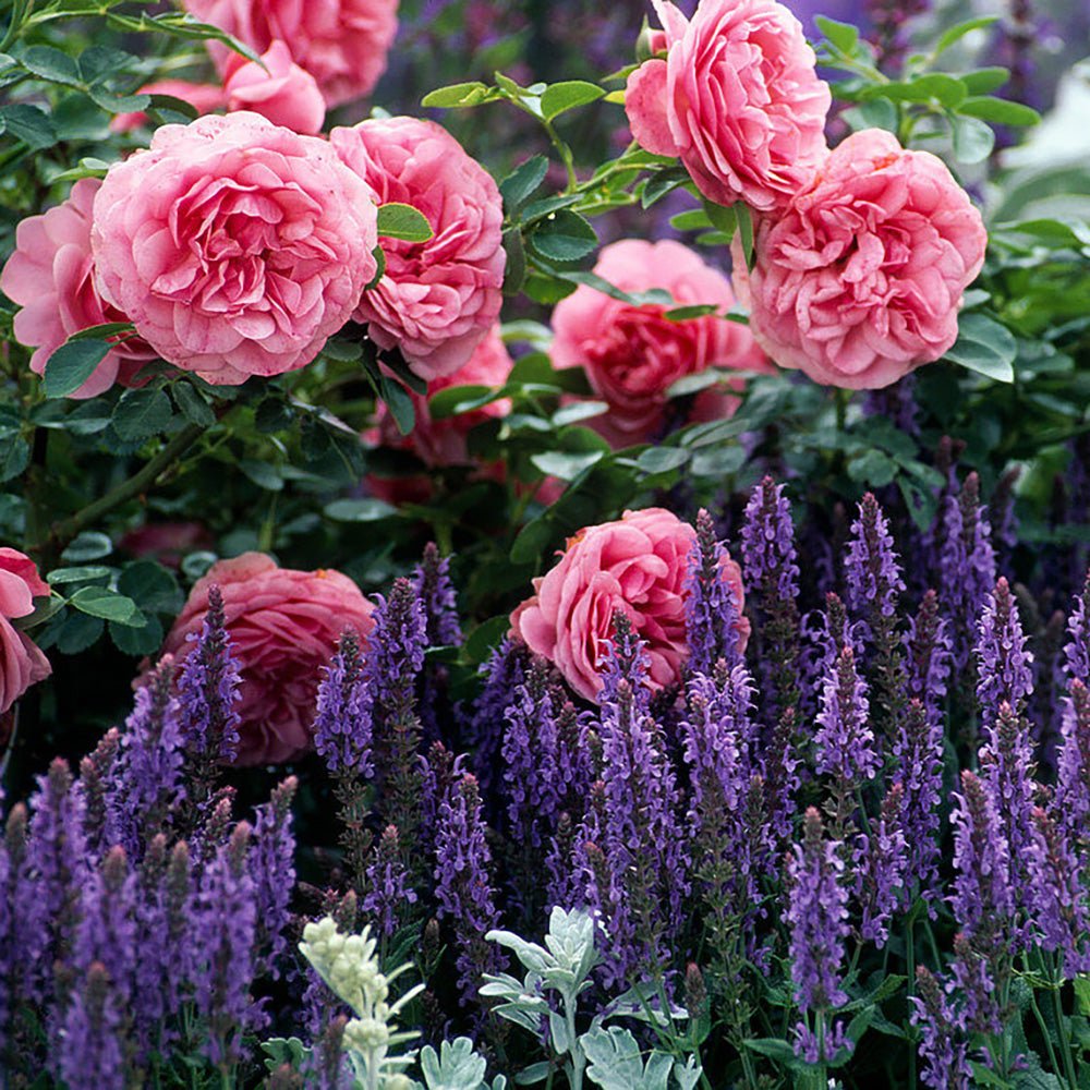 Trandafir Catarator roz-inchis Leonardo Da Vinci, inflorire repetata