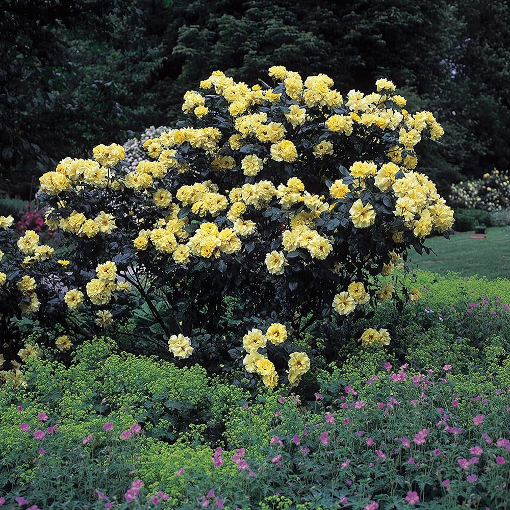 Trandafir Catarator galben Regina Luminii Lucia, inflorire repetata