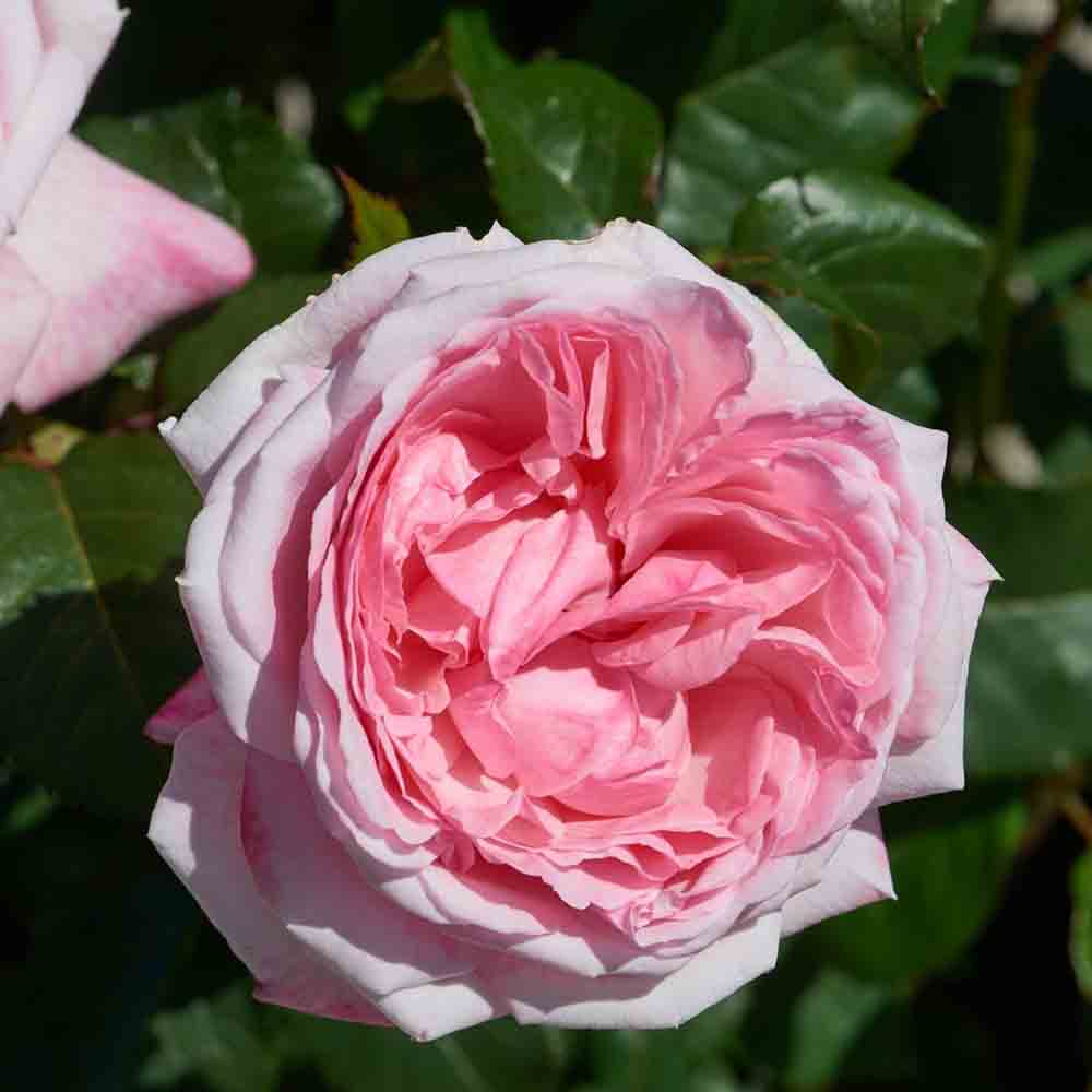 Trandafir Catarator roz-inchis Marlis Renaissance, parfum intens