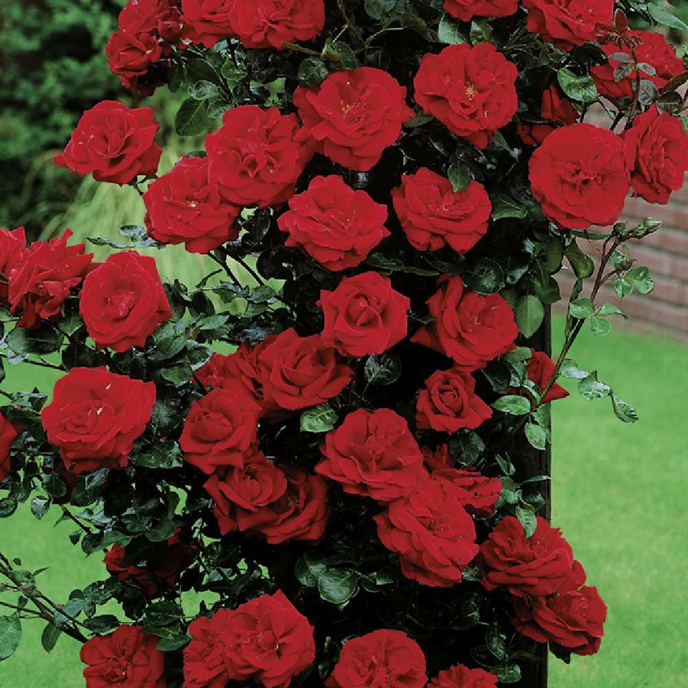 Trandafir Catarator Mazurika, cu flori rosii