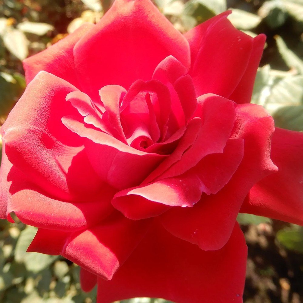 Trandafir Catarator Mazurika, cu flori rosii - VERDENA-50-70 cm inaltime, livrat in ghiveci de 3 l