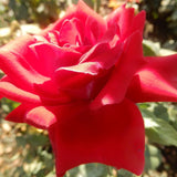 Trandafir Catarator Mazurika, cu flori rosii - VERDENA-50-70 cm inaltime, livrat in ghiveci de 3 l