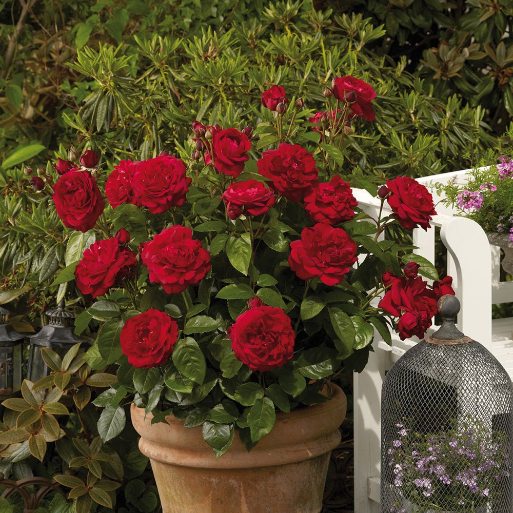 Trandafir Catarator rosu-Inchis Nadia Renaissance, inflorire repetata