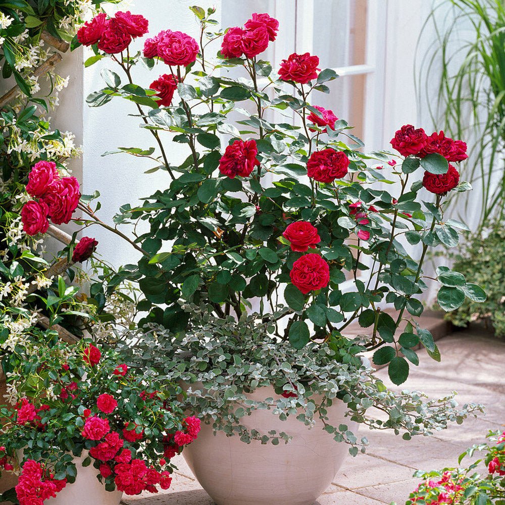 Trandafir Catarator rosu-Inchis Nadia Renaissance, inflorire repetata