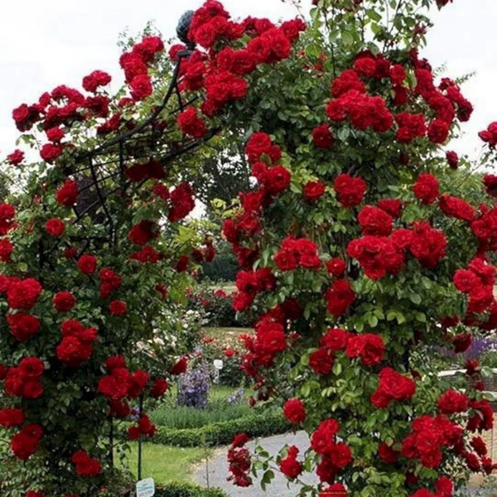 Trandafir catarator Nadia Renaissance - VERDENA-livrat in ghiveci de 5 L