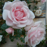 Trandafir Catarator New Dawn - VERDENA-livrat in ghiveci de 5L