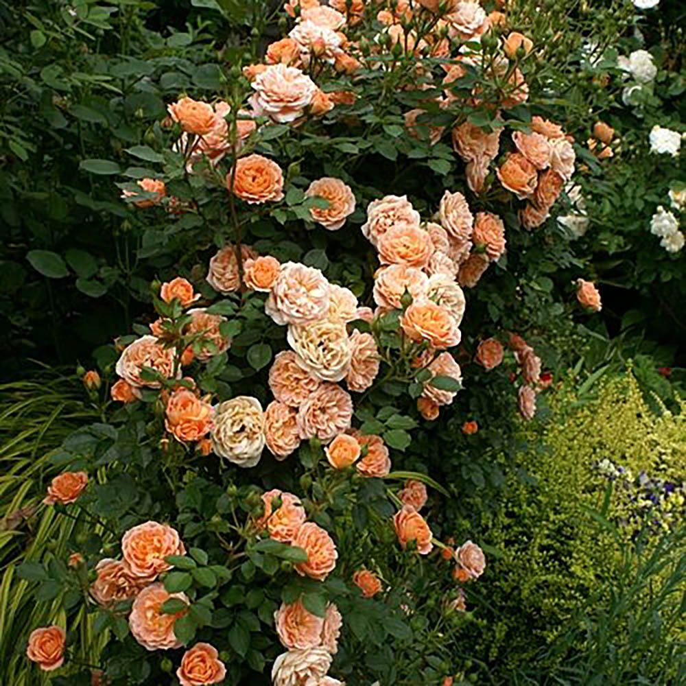 Trandafir Catarator roz-portocaliu-galben New Dreams, parfum intens