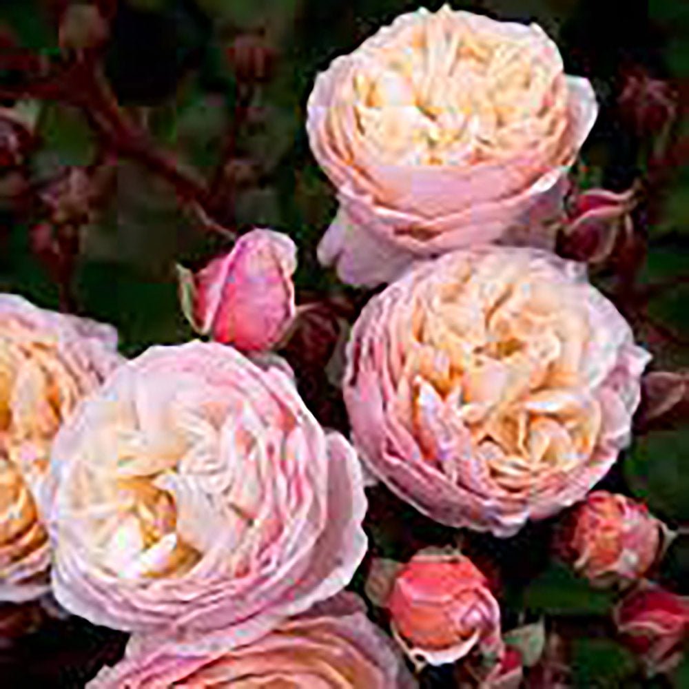 Trandafir Catarator roz-portocaliu-galben New Dreams, parfum intens