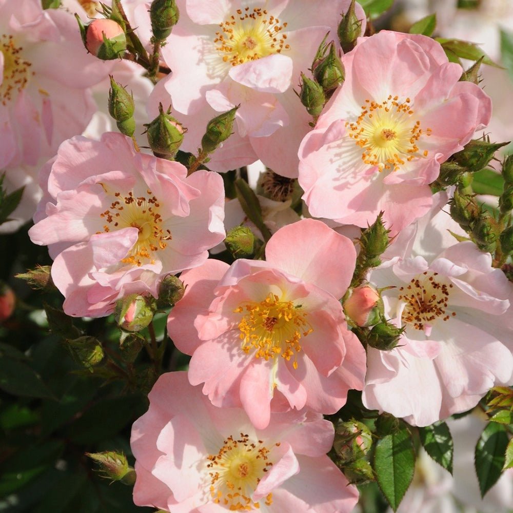 Trandafir Catarator roz Open Arms, inflorire repetata