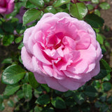 Trandafir catarator Our Last Summer - VERDENA-livrat in ghiveci de 5 L
