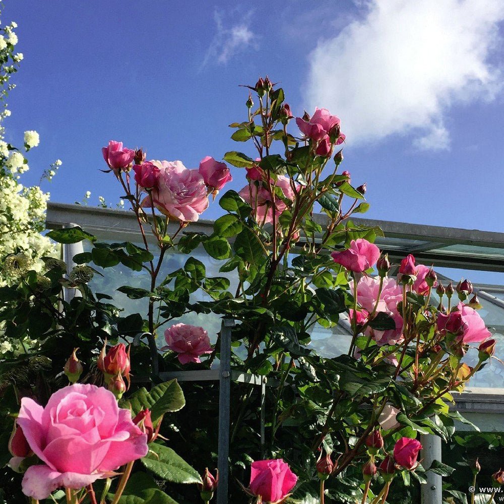 Trandafir Catarator roz Our Last Summer, inflorire repetata