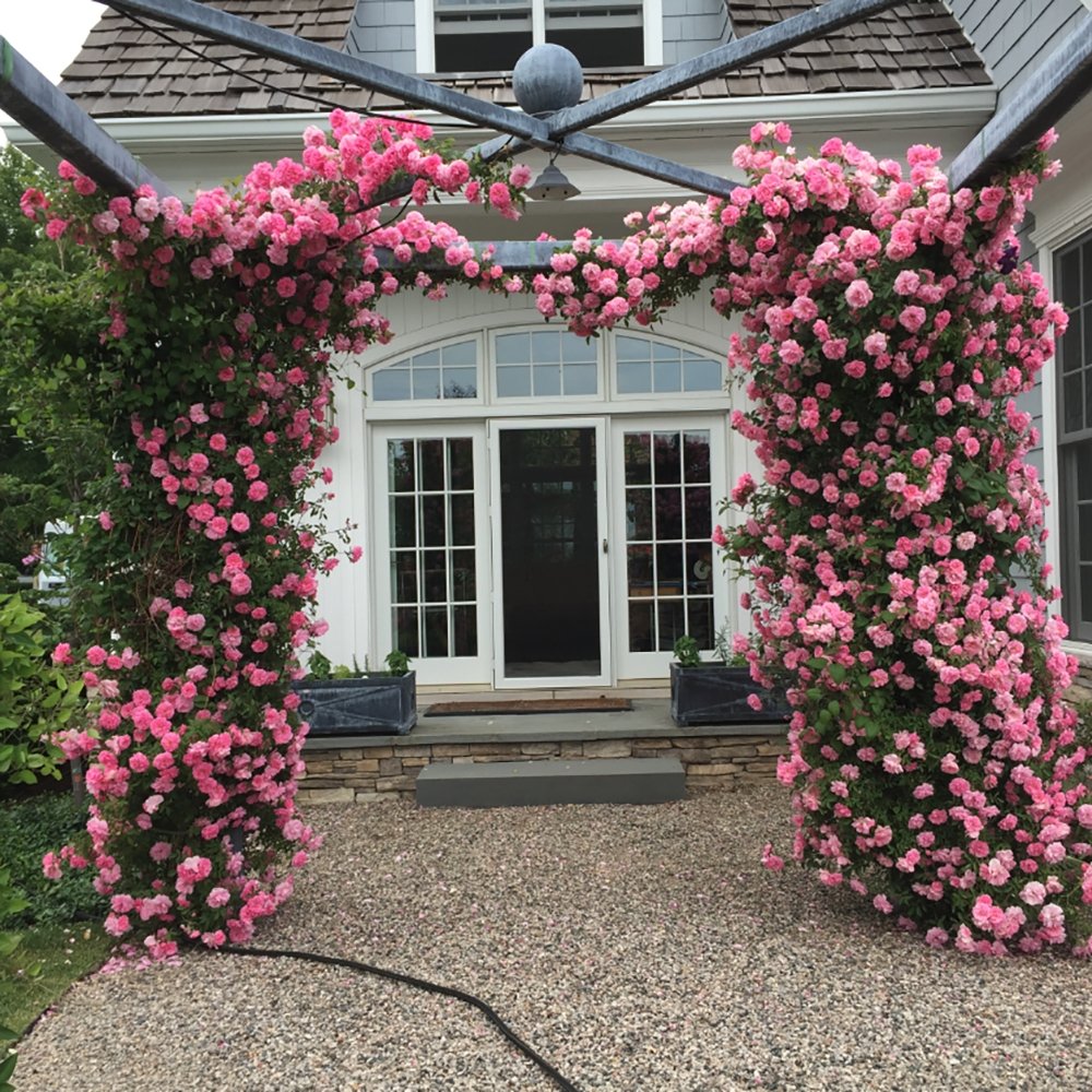 Trandafir Catarator roz Our Last Summer, inflorire repetata