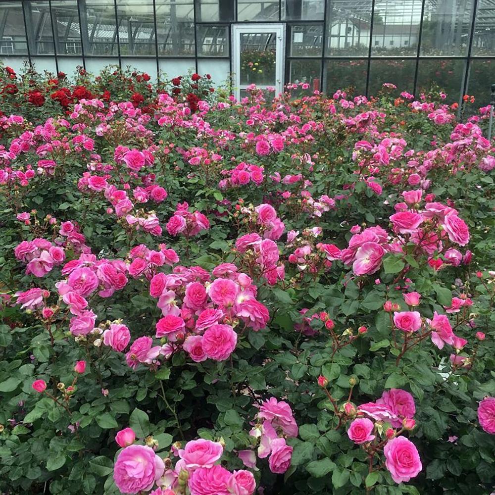 Trandafir Catarator roz Ozeana, inflorire repetata