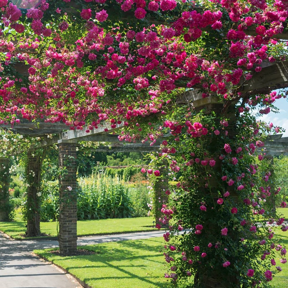 Trandafir Catarator roz Ozeana, inflorire repetata