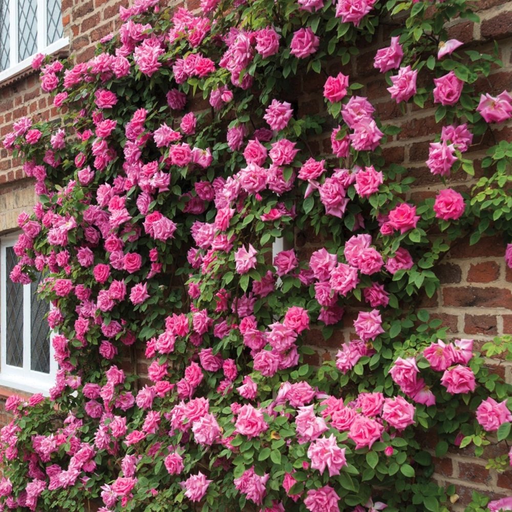 Trandafir Catarator roz Ozeana, inflorire repetata