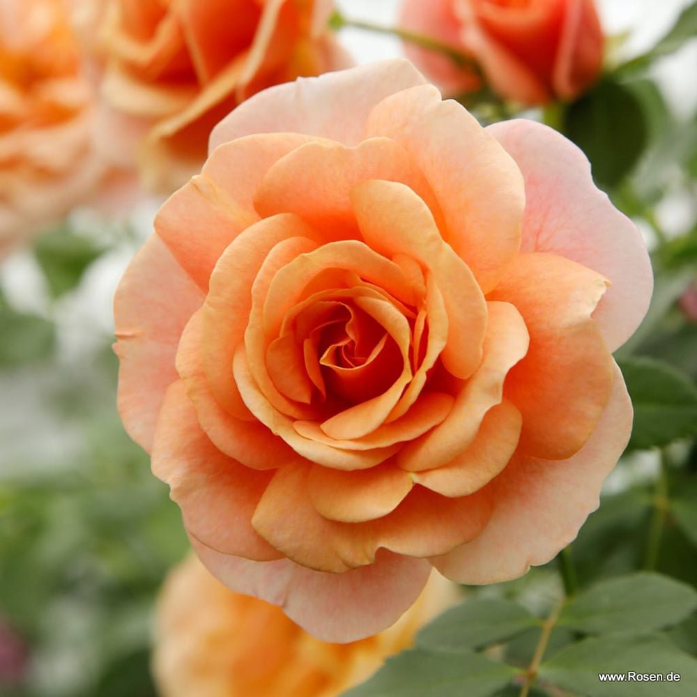 Trandafir Catarator piersica Peach Melba, inflorire repetata